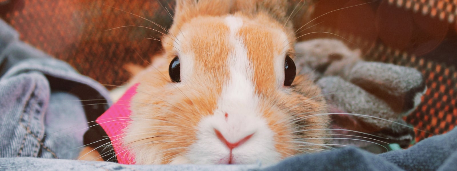 Close up af orange og hvid kanin