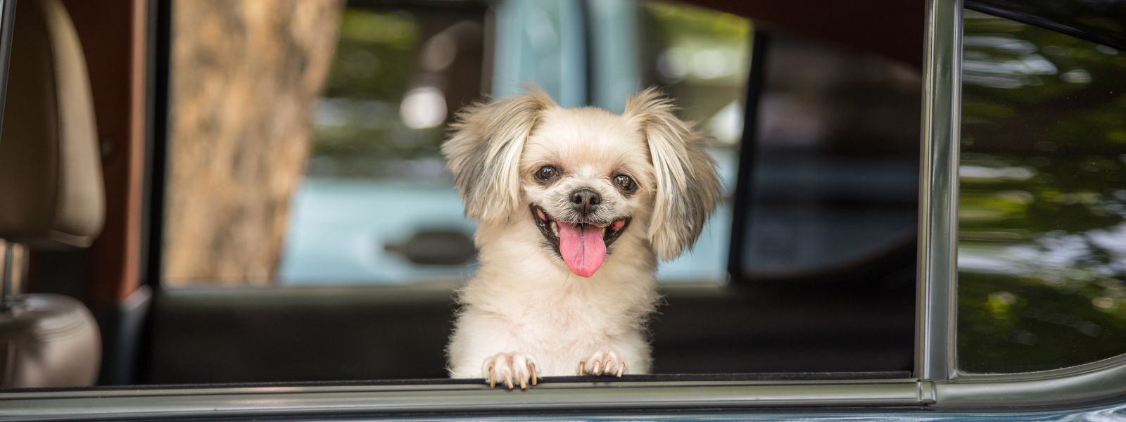 Sød lille hund kigger ud af vinduet på en bil