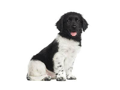 Alt til hundehvalpen