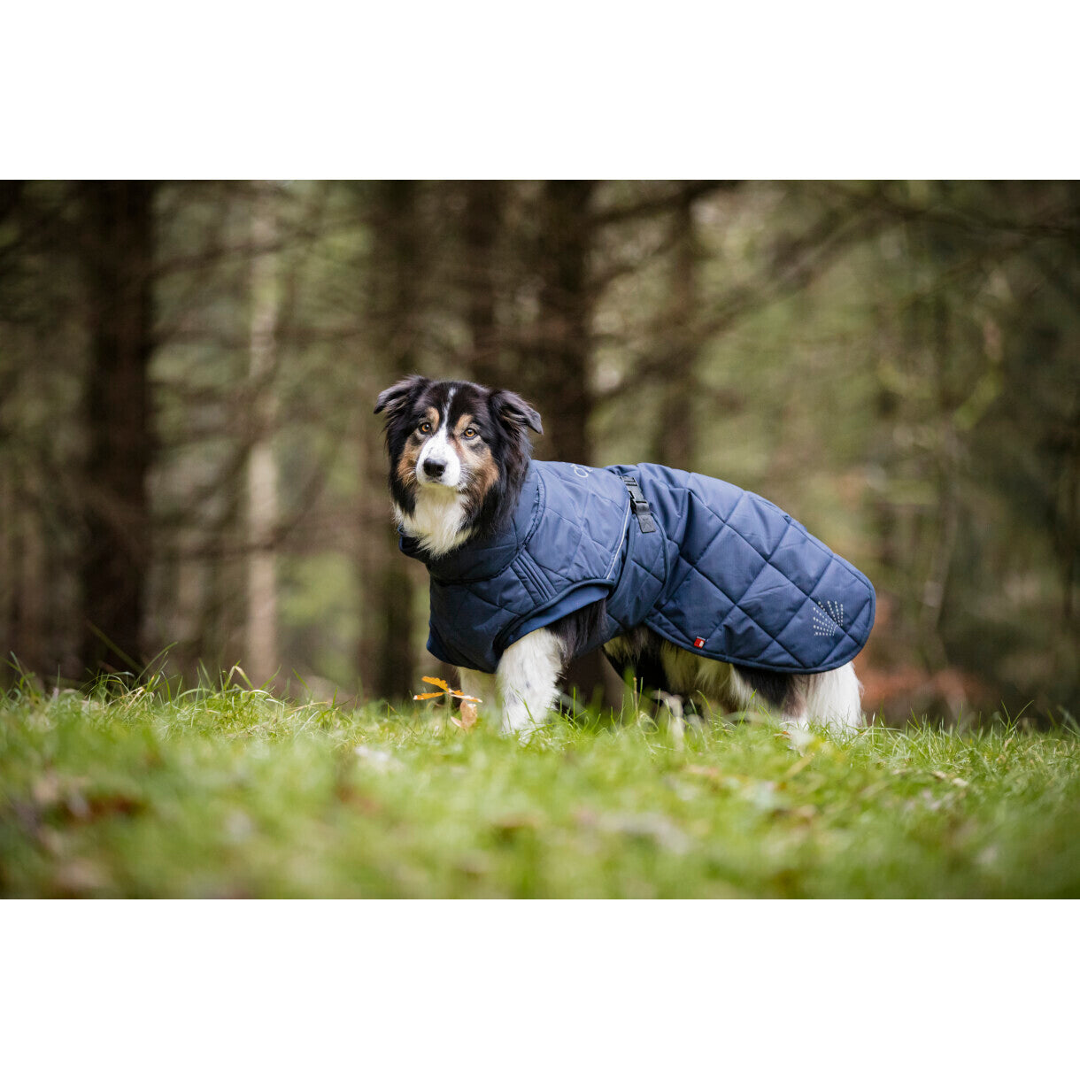 CATAGO FIR-Tech Trainer hundedækken - blå