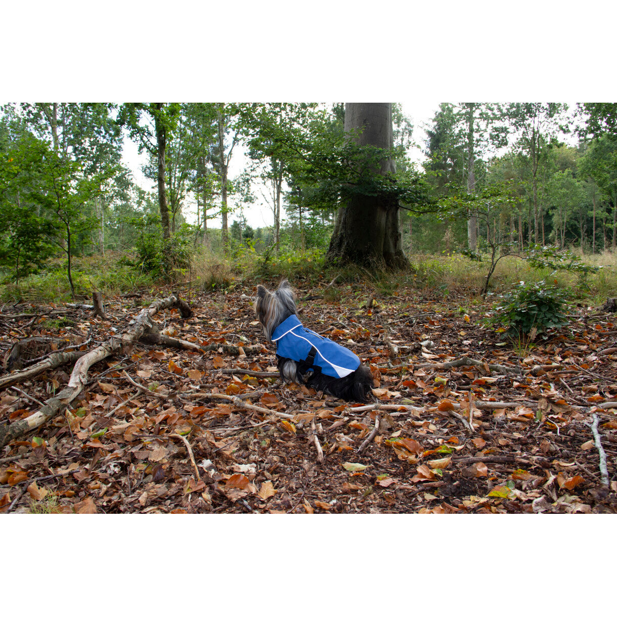 Companion vind og vandtæt hundedækken