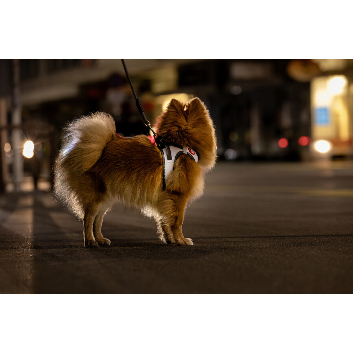 Curli Hundesele Clasp Glow vestsele