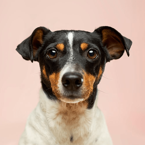 100 stk. Companion Grain Cube