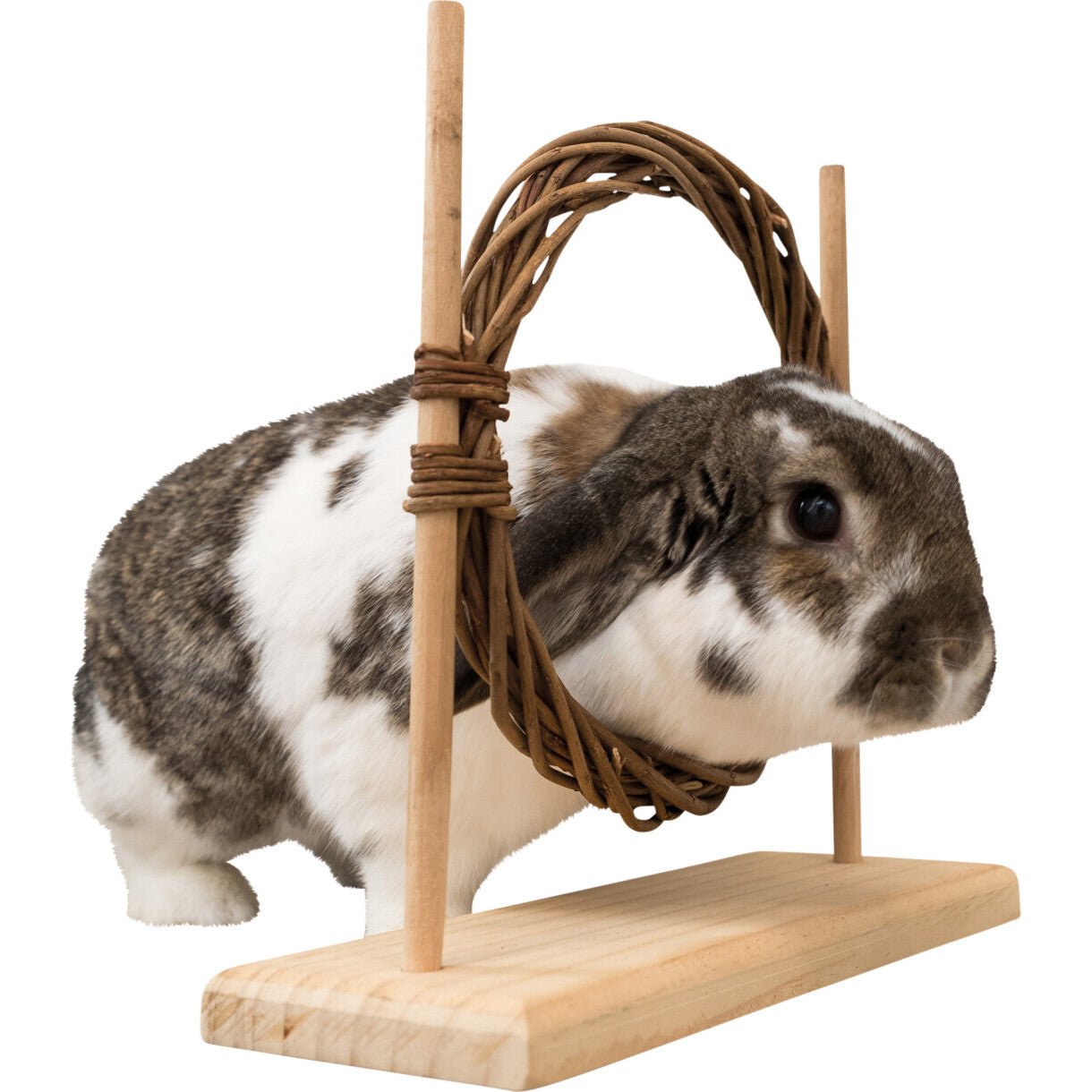 Trixie Aktivitets sæt med forhindring og ring 28 x 26 x 12 cm